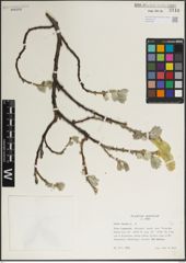 Foto von Salix lanata L.